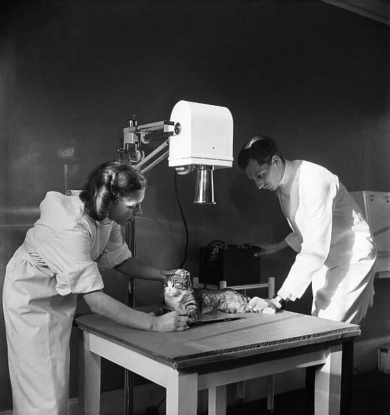 RSPCA Hospital. Vets take an x-ray of an injured cat