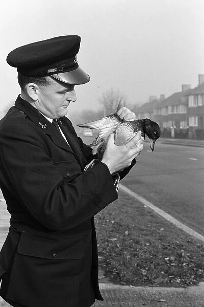 RSPCA Inspector Geoffrey Coan pictured at work. He inspects a duck