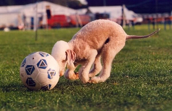 Ruby the football mad Bedlington Terrier