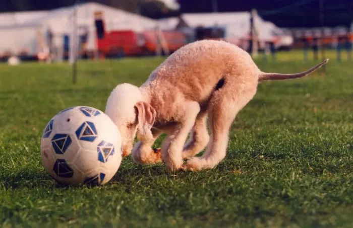 Framed Print : Ruby the football mad Bedlington Terrier