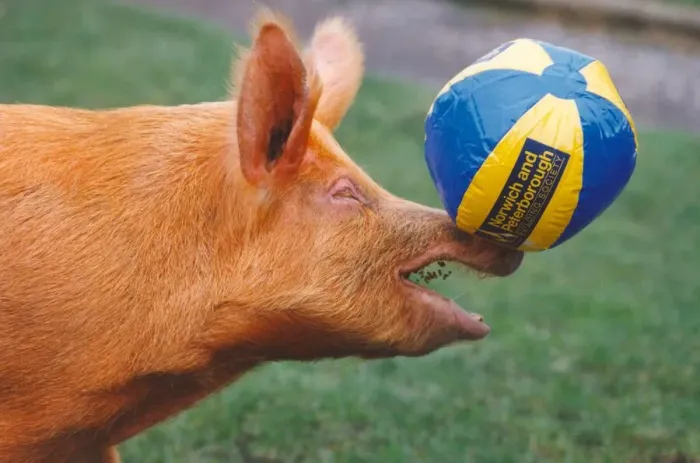 Framed Print : Ruby the Tamworth pig enjoying a bit of football Framed Print : Ruby the Tamworth pig enjoying a bit of football