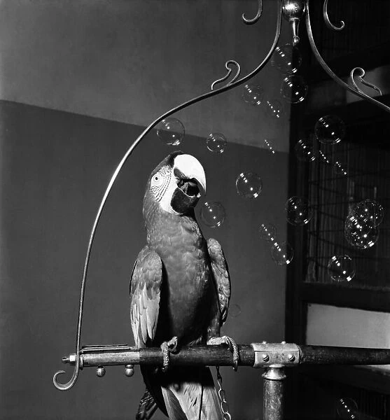 'Rufus'the macaw at Bristol Zoo. December 1952 C6204