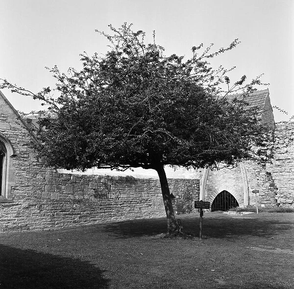 Ruins of Glastonbury Abbey in Somerset. The thorn tree. 22nd September 1966