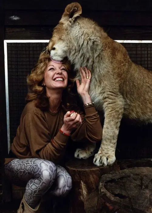 Framed Print : Rula Lenska actress singer getting licked by a lion. March 1989 Framed Print : Rula Lenska actress singer getting licked by a lion. March 1989