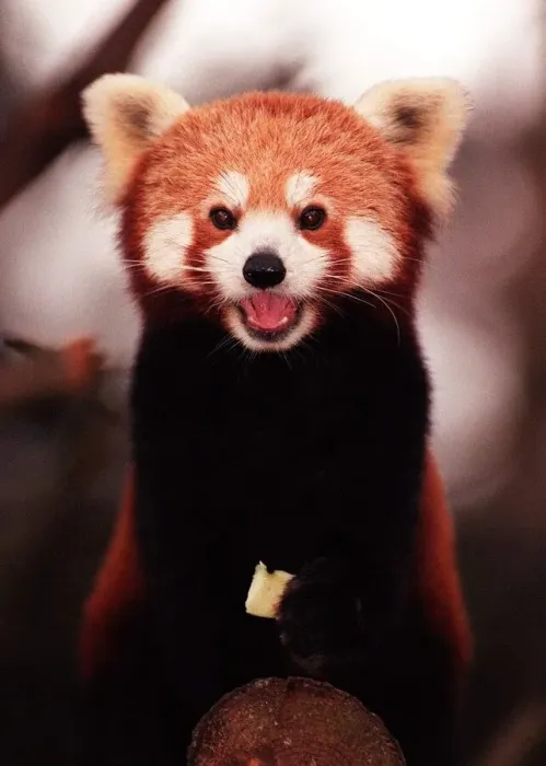 Framed Print : Rusty the rare Red Panda born at Edinburgh Zoo - November 1997 Framed Print : Rusty the rare Red Panda born at Edinburgh Zoo - November 1997
