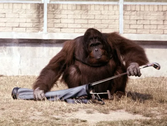 Framed Print : Sabbah the Orang Utan playing with golf clubs at Blackpool Zoo July 1979 A© Framed Print : Sabbah the Orang Utan playing with golf clubs at Blackpool Zoo July 1979 A©