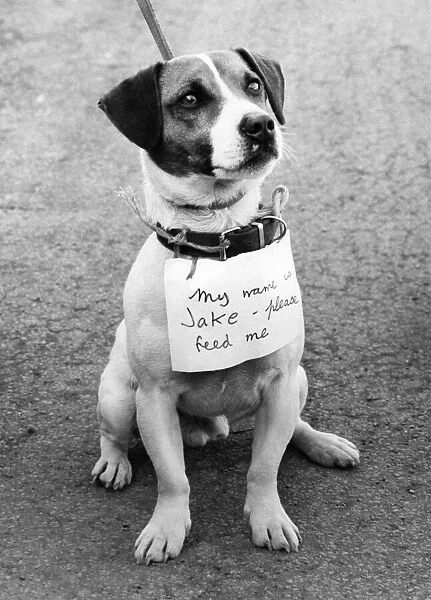 Sad-Eyed - Jake. Jack Russell wears a note around his neck saying '
