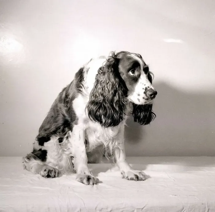 Framed Print : Sad looking dog, 1956