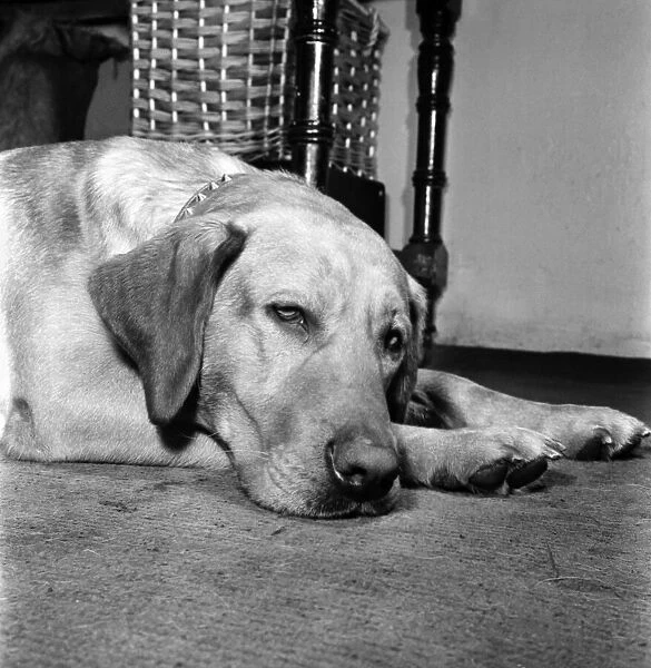 Sad looking dog lying on the floor September 1960 M4502