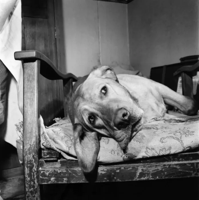 Framed Print : Sad looking dog posing on a wooden chair. September 1960 M4502-003 Framed Print : Sad looking dog posing on a wooden chair. September 1960 M4502-003