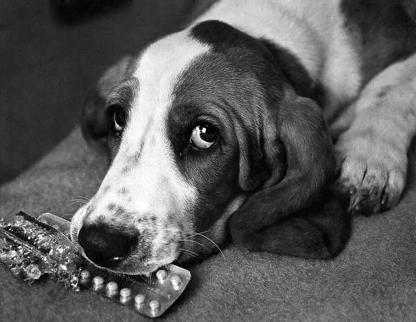 Sad looking hound dog Pattie resting at home. September 1971 P007448
