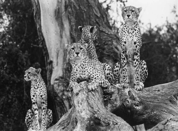 Safari in Kenya - Cheetahs keep a vigilant eye on things
