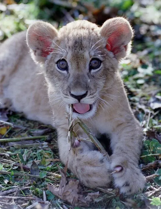 Framed Print : Saffiya a three-month-old Barbary Lion cub born at Port Lympne zoo in Kent Framed Print : Saffiya a three-month-old Barbary Lion cub born at Port Lympne zoo in Kent