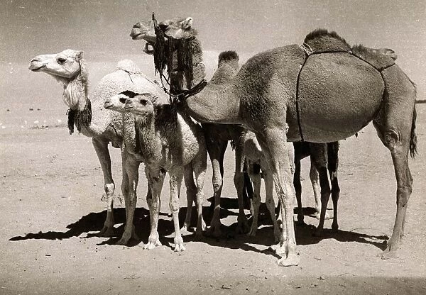 The Sahara Camel - Special Breed - youngsters have black noses
