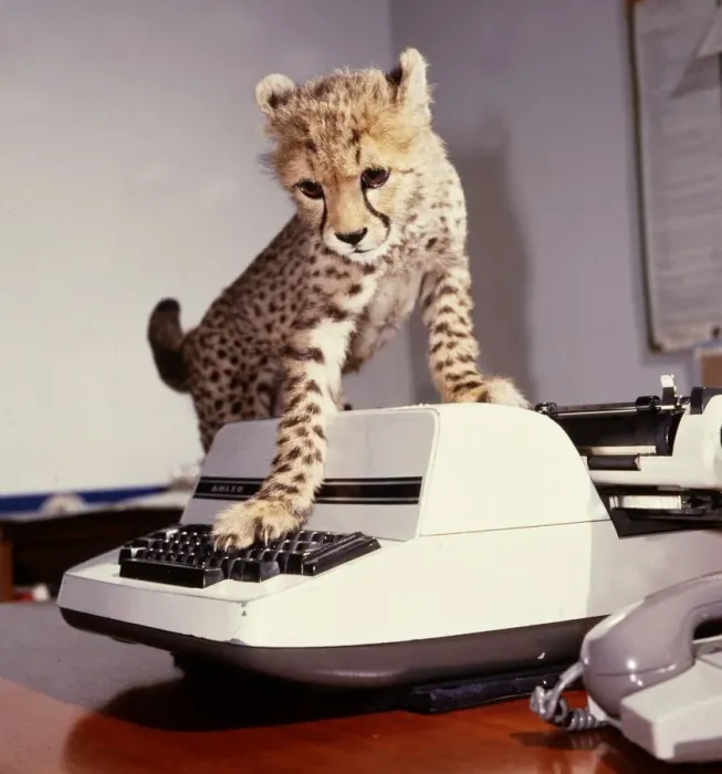 Framed Print : Saki the cheetah cub trying to use a typewriter at Marwell Zoo February 1987 Framed Print : Saki the cheetah cub trying to use a typewriter at Marwell Zoo February 1987
