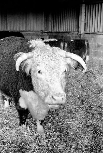 Sale of Lord Avons cattle at Manor farm near Salisbury, Wiltshire