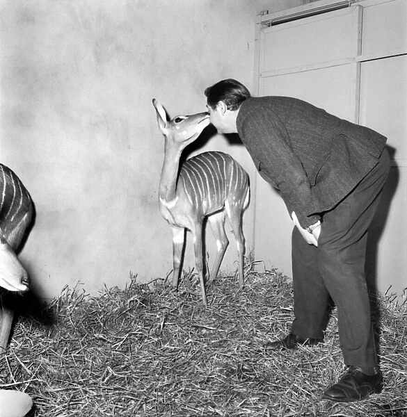 Salford Zoo. Rarest animals in the Salford quarantine zoo. January 1971 71-00145-003