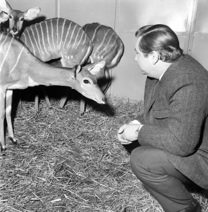 Framed Print : Salford Zoo. Rarest animals in the Salford quarantine zoo. January 1971 71-00145