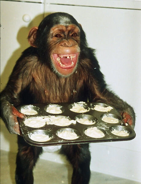 Sally the chimpanzee 1991 carrying baking tray of biscuits