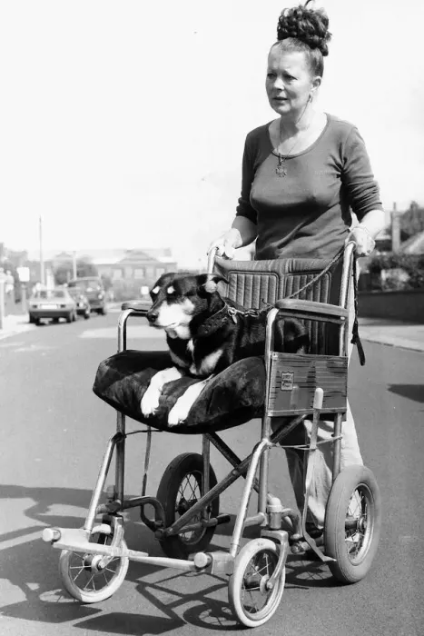 Framed Print : Sally the Dog On Wheelchair 1982 Framed Print : Sally the Dog On Wheelchair 1982