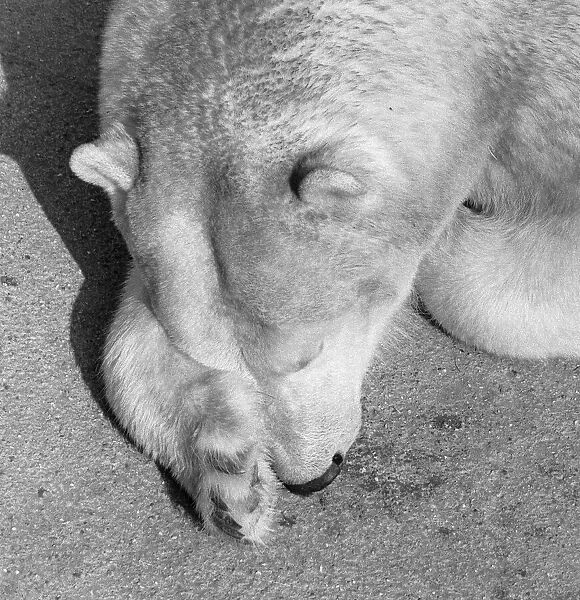 Sally the mother of Pipaluk the polar bear cub who ventures out of his private den on to