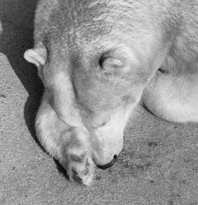 Framed Print : Sally the mother of Pipaluk the polar bear cub who ventures out of his private den on to Framed Print : Sally the mother of Pipaluk the polar bear cub who ventures out of his private den on to