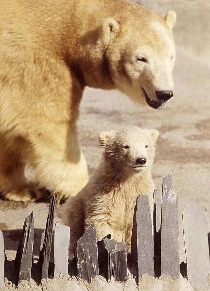 Sally the polar bear with her three months old cub Pipaluk on his first public appearance