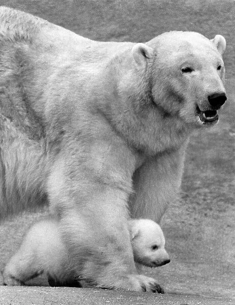 Sally the polar bear shows off her latest cub Paddiwack to the await press at London Zoo
