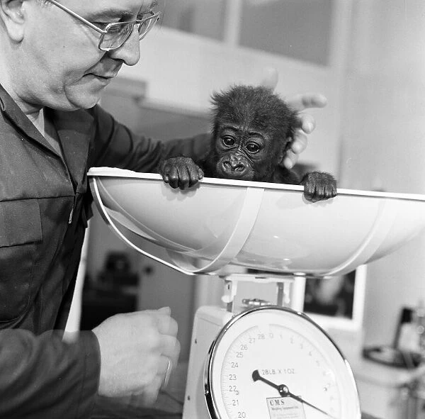 Salome, Baby Gorilla, tips the scales at 8lbs 12ozs, during routine checkup at London Zoo
