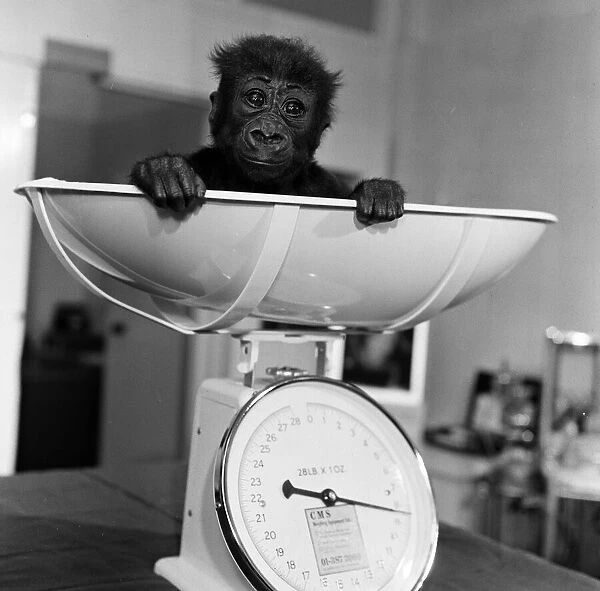 Salome, Baby Gorilla, tips the scales at 8lbs 12ozs, during routine checkup at London Zoo