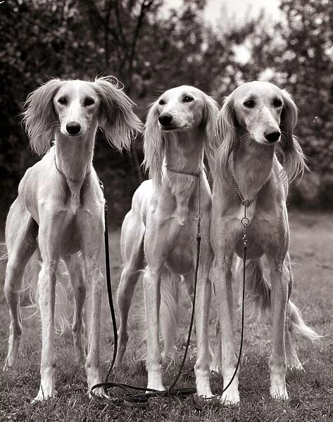 Three Saluki dogs Circa 1960 A©Mirrorpix