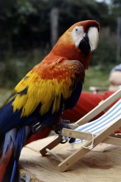 Framed Print : Sam the 2 year old American macaw perched on a deckchair July 1979
