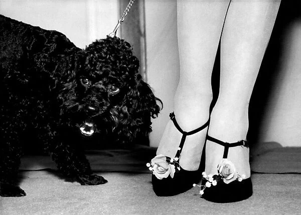 Sam the black poodle gives a howl of appreciation as he sees this shoe which had been