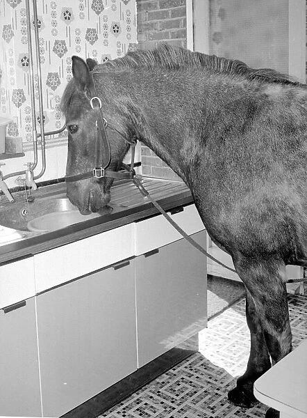 Sam the pet pony having a drink of water in the litchen sink of his owners house in
