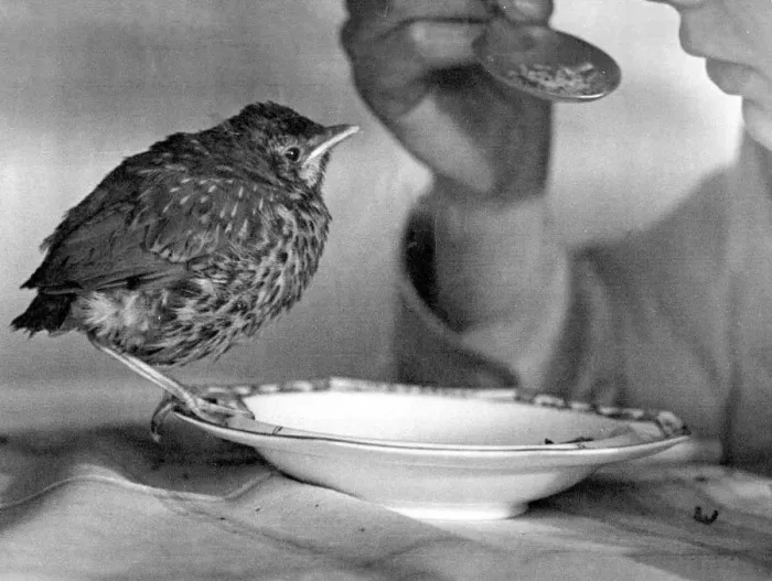 Framed Print : Sam Scram the baby thrush eating cereal. April 9th 1944 P044362