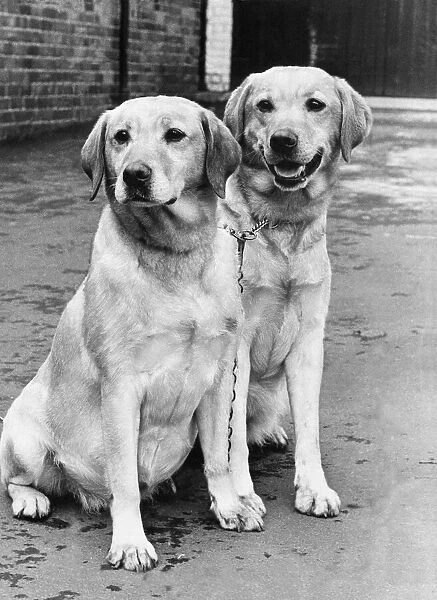 Samba (left) and her puppy Peter, two of the friendliest Golden Labradors