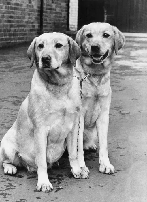 Framed Print : Samba (left) and her puppy Peter, two of the friendliest Golden Labradors Framed Print : Samba (left) and her puppy Peter, two of the friendliest Golden Labradors