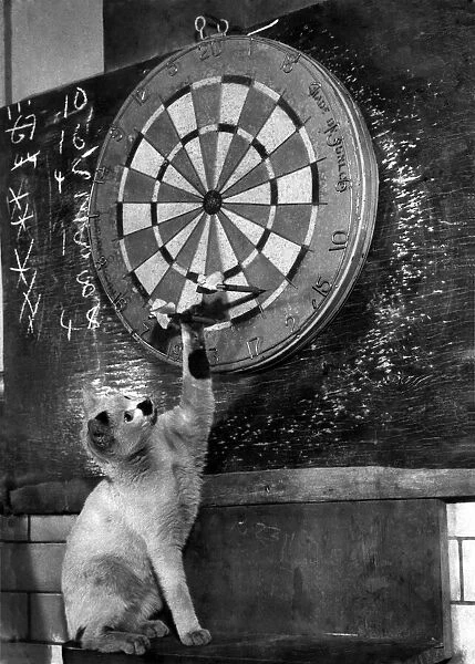 Sambo the Royal Mint Cat seen here playing darts. April 1953 P007477