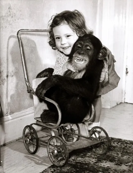 Framed Print : Sammy the Chimp - April 1965 Debbie Gibb daughter of Assistant Framed Print : Sammy the Chimp - April 1965 Debbie Gibb daughter of Assistant