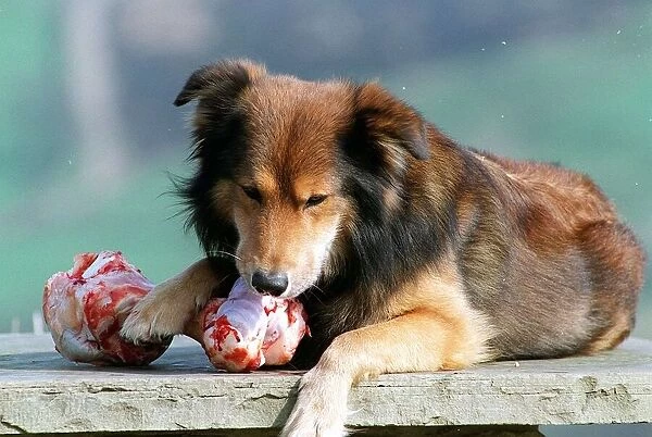 Sammy the Dog chewing on bone May 1998 eating bone