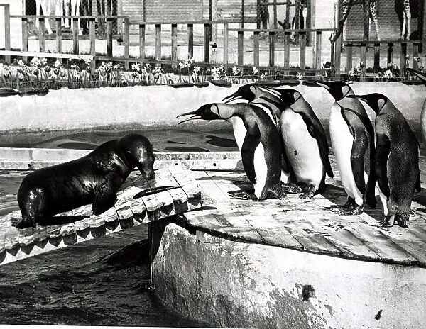 Sammy the Sea-Lion is confronted by Penguins - May 1969 Sammy has been