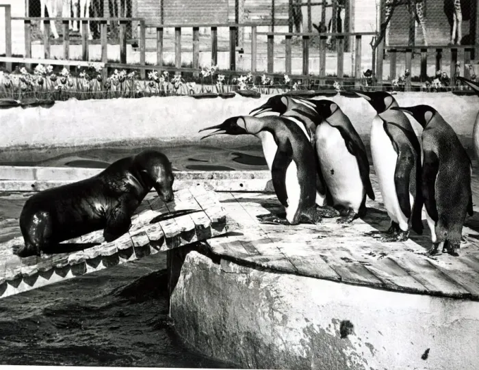 Framed Print : Sammy the Sea-Lion is confronted by Penguins - May 1969 Sammy has been Framed Print : Sammy the Sea-Lion is confronted by Penguins - May 1969 Sammy has been