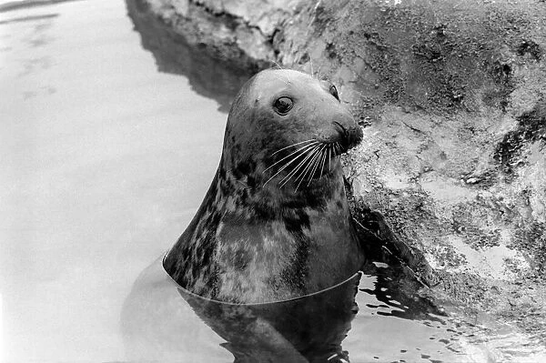 Sammy the seal at London Zoo. February 1975 75-00951-002