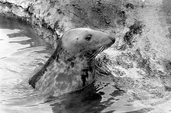Sammy the seal at London Zoo. February 1975 75-00951