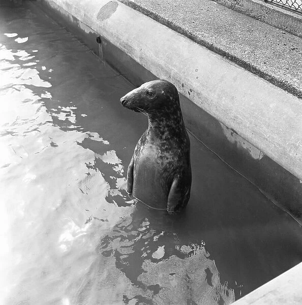 Sammy the seal waiting expectantly in his London Zoo tank