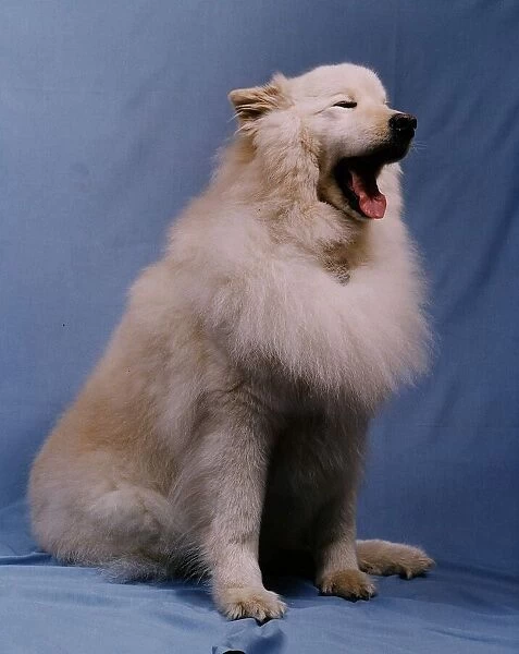 A Samoyed dog February 1993
