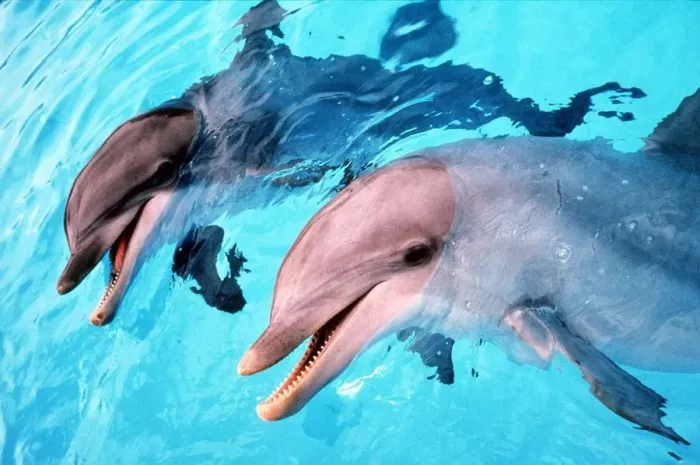 Framed Print : Samson the Bottlenose Dolphin meets his new mate aLadye at Whipsnade Zoo Animals Framed Print : Samson the Bottlenose Dolphin meets his new mate aLadye at Whipsnade Zoo Animals