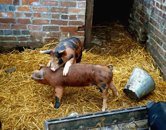 Framed Print : Sandy and black pigelts playing about on the farm January 1980 A©Mirrorpix Framed Print : Sandy and black pigelts playing about on the farm January 1980 A©Mirrorpix