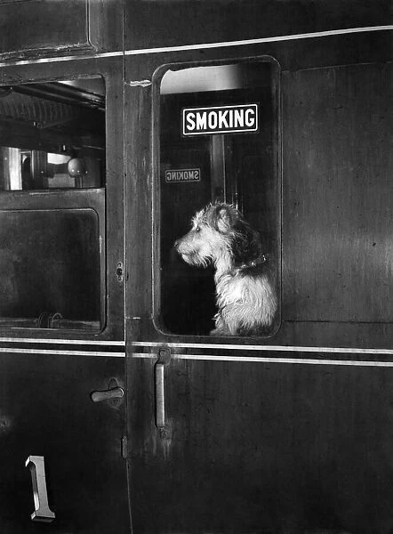 Sandy, the terrier seated in corner seat of Manchester-Southport train