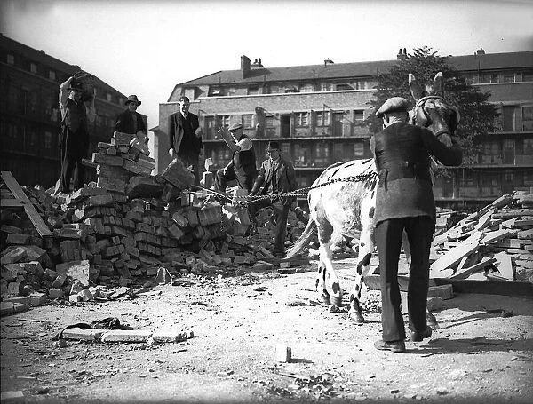 A Sangars Circus mule helping in demolition This circus mule was